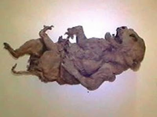 Άγνωστο μικρό ανθρωποειδές πλάσμα Βρέθηκε στο Μεξικό. - Φωτογραφία 1
