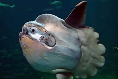 Το βαρύτερο ψάρι στον κόσμο!