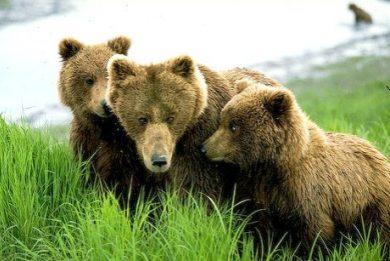 Πολιτειακή παρέμβαση για τις αρκούδες ζητάει ο Αρκτούρος - Φωτογραφία 1