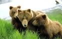 Πολιτειακή παρέμβαση για τις αρκούδες ζητάει ο Αρκτούρος