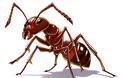 Video:Εντυπωσιακό αλλά και σκληρό-Γιγάντια πολιτεία μυρμηγκιών
