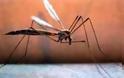 Περιφερειακή Ενότητα Πέλλας - Πρόγραμμα καταπολέμησης των κουνουπιών