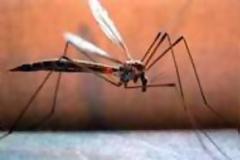 Περιφερειακή Ενότητα Πέλλας - Πρόγραμμα καταπολέμησης των κουνουπιών