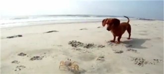 VIDEO: Παιχνιδιάρικο κουτάβι κυνηγάει τρομοκρατημένο καβούρι στην παραλία - Φωτογραφία 1
