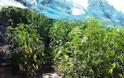 Αγρόκτημα με φυτεία χασίς στην Αχλαδερή Λέσβου