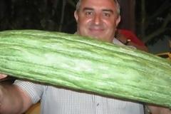 ΔΕΙΤΕ: Αγγούρι-μαμούθ βάρους 6 κιλών στην Κρήτη