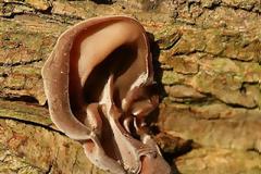 Το «αυτί του Ιούδα»