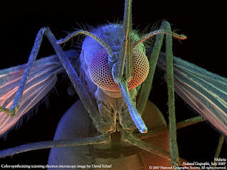 Λίγα λόγια για τις σκνίπες και τα κουνούπια και πώς αντιμετωπίζεται, το τσίμπημα τους, φαρμακευτικά ή με φυσικό τρόπο - Φωτογραφία 1