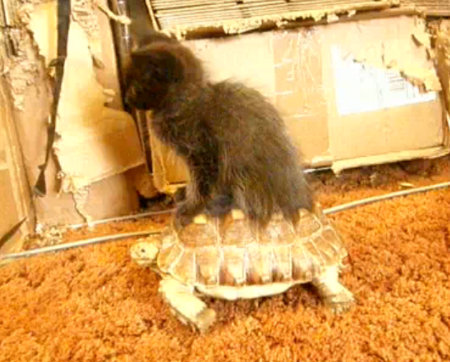 Τέλειο γατάκι κάνει βόλτα καβάλα σε χελώνα... (Video) - Φωτογραφία 1