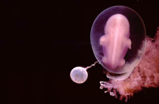 Η διαδικασία γονιμοποίησης & εγκυμοσύνης σε συγκλονιστικές macro φωτογραφίες - Φωτογραφία 13