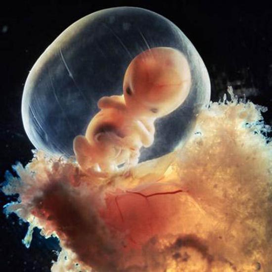 Η διαδικασία γονιμοποίησης & εγκυμοσύνης σε συγκλονιστικές macro φωτογραφίες - Φωτογραφία 17