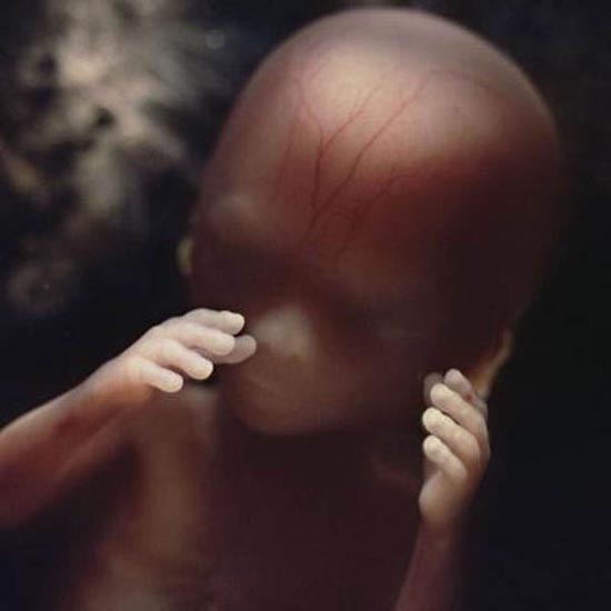 Η διαδικασία γονιμοποίησης & εγκυμοσύνης σε συγκλονιστικές macro φωτογραφίες - Φωτογραφία 19