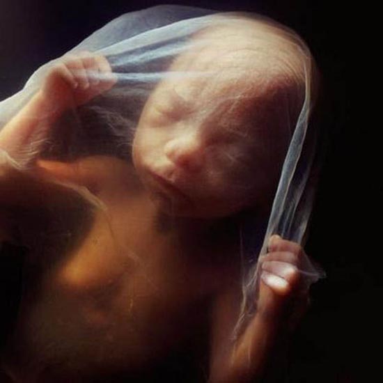 Η διαδικασία γονιμοποίησης & εγκυμοσύνης σε συγκλονιστικές macro φωτογραφίες - Φωτογραφία 21