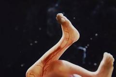 Η διαδικασία γονιμοποίησης & εγκυμοσύνης σε συγκλονιστικές macro φωτογραφίες