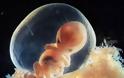 Η διαδικασία γονιμοποίησης & εγκυμοσύνης σε συγκλονιστικές macro φωτογραφίες - Φωτογραφία 17