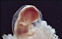 Η διαδικασία γονιμοποίησης & εγκυμοσύνης σε συγκλονιστικές macro φωτογραφίες - Φωτογραφία 18