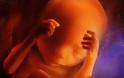 Η διαδικασία γονιμοποίησης & εγκυμοσύνης σε συγκλονιστικές macro φωτογραφίες - Φωτογραφία 24