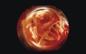 Η διαδικασία γονιμοποίησης & εγκυμοσύνης σε συγκλονιστικές macro φωτογραφίες - Φωτογραφία 25