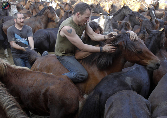 ΔΕΙΤΕ: Άλογα εναντίον ανθρώπων - Φωτογραφία 2