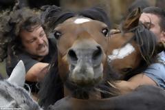 ΔΕΙΤΕ: Άλογα εναντίον ανθρώπων