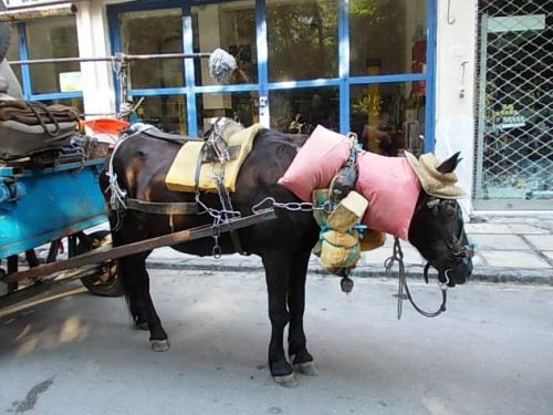 Φιλόζωοι έσωσαν άλογο από την κακοποίηση του ιδιοκτήτη του!!! (Ποιος είναι το ζώο;;;) - Φωτογραφία 1