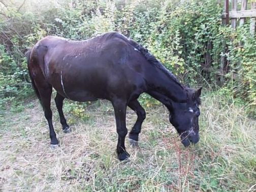 Φιλόζωοι έσωσαν άλογο από την κακοποίηση του ιδιοκτήτη του!!! (Ποιος είναι το ζώο;;;) - Φωτογραφία 3
