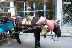 Φιλόζωοι έσωσαν άλογο από την κακοποίηση του ιδιοκτήτη του!!! (Ποιος είναι το ζώο;;;)