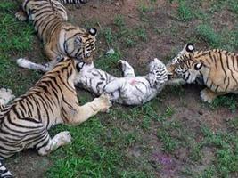 ΣΟΚ: Τίγρεις τρώνε ζωντανό τιγράκι - Φωτογραφία 1