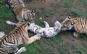 ΣΟΚ: Τίγρεις τρώνε ζωντανό τιγράκι