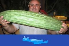 Δείτε το γιγαντιαίο κρητικό αγγούρι, μήκους 70 εκατοστών! (pics)