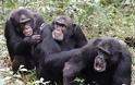 Γερμανία: Χιμπατζήδες τραυμάτισαν κοριτσάκι