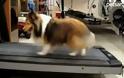 Σκύλος πάνω σε διάδρομο γυμναστικής [Video]