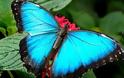 Πάνω από 70 είδη πεταλούδων έχουν καταγραφεί στο Πήλιο