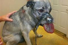 Έδεσαν το στόμα της με κολλητική ταινία - Φρικτός βασανισμός ζώου στις ΗΠΑ