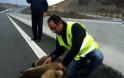 Δύο μικρά δίδυμα αρκουδάκια σκοτώθηκαν από όχημα στην Εγνατία