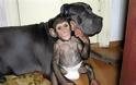 Ο χιμπατζής που πιστεύει ότι είναι κουτάβι - Φωτογραφία 1