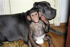 Ο χιμπατζής που πιστεύει ότι είναι κουτάβι