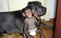 Ο χιμπατζής που πιστεύει ότι είναι κουτάβι - Φωτογραφία 2