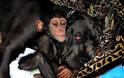 Ο χιμπατζής που πιστεύει ότι είναι κουτάβι - Φωτογραφία 5