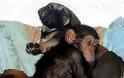 Ο χιμπατζής που πιστεύει ότι είναι κουτάβι - Φωτογραφία 6