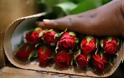 Ιρανικό δικαστήριο υποχρέωσε σύζυγο να αγοράσει 777 τριαντάφυλλα στη γυναίκα του
