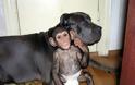 ΔΕΙΤΕ: Σκύλος υιοθέτησε μωρό χιμπατζή