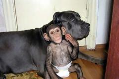 ΔΕΙΤΕ: Σκύλος υιοθέτησε μωρό χιμπατζή