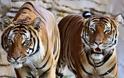 ΣΟΚ: Τίγρεις κατασπάραξαν 21χρονο που πήδηξε στο κλουβί τους