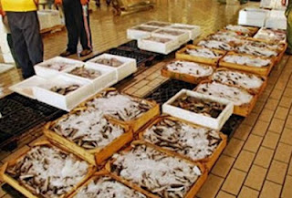 Κάλυμνος: Κατάσχεση αλιευμάτων από το λιμεναρχείο - Φωτογραφία 1