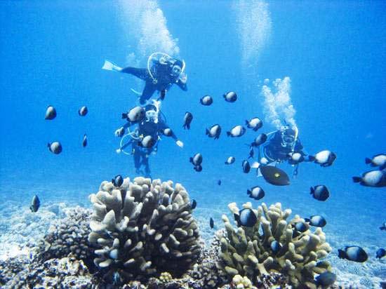 Καταδύσεις στο… μισοφέγγαρο του Molokini! - Φωτογραφία 10