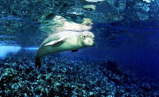 Καταδύσεις στο… μισοφέγγαρο του Molokini! - Φωτογραφία 8