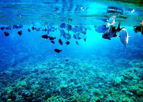 Καταδύσεις στο… μισοφέγγαρο του Molokini! - Φωτογραφία 9