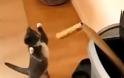 ΞΕΚΑΡΔΙΣΤΙΚΟ VIDEO: Γάτα κάνει... προπόνηση στο μποξ!