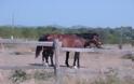 Άλογο ποδοπάτησε 7χρονο στα Τρίκαλα